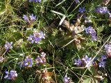 Gentiana septemfida