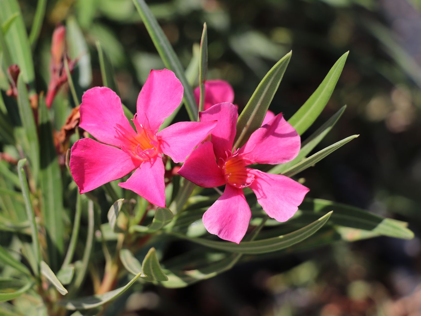 Изображение особи Nerium oleander.