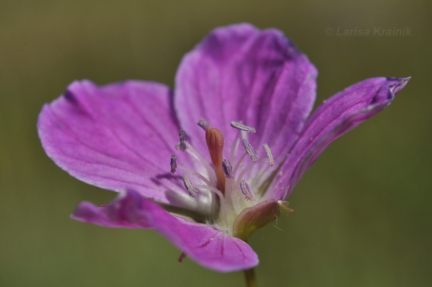 Image of Geranium sanguineum specimen.