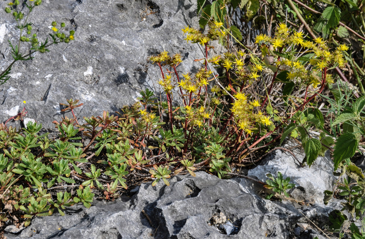 Image of Aizopsis hybrida specimen.