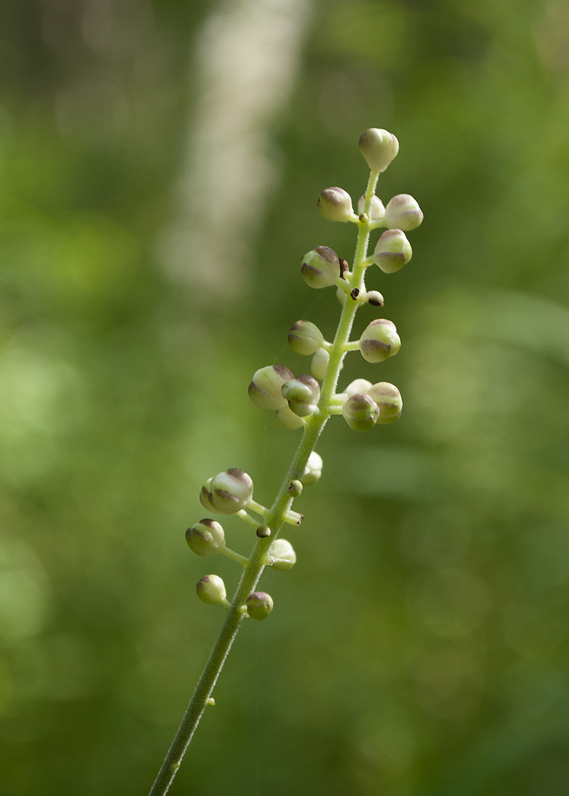 Изображение особи Cimicifuga simplex.