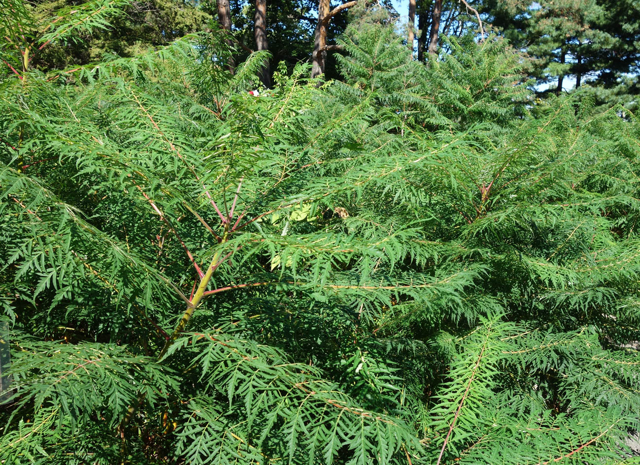 Изображение особи Rhus typhina f. laciniata.