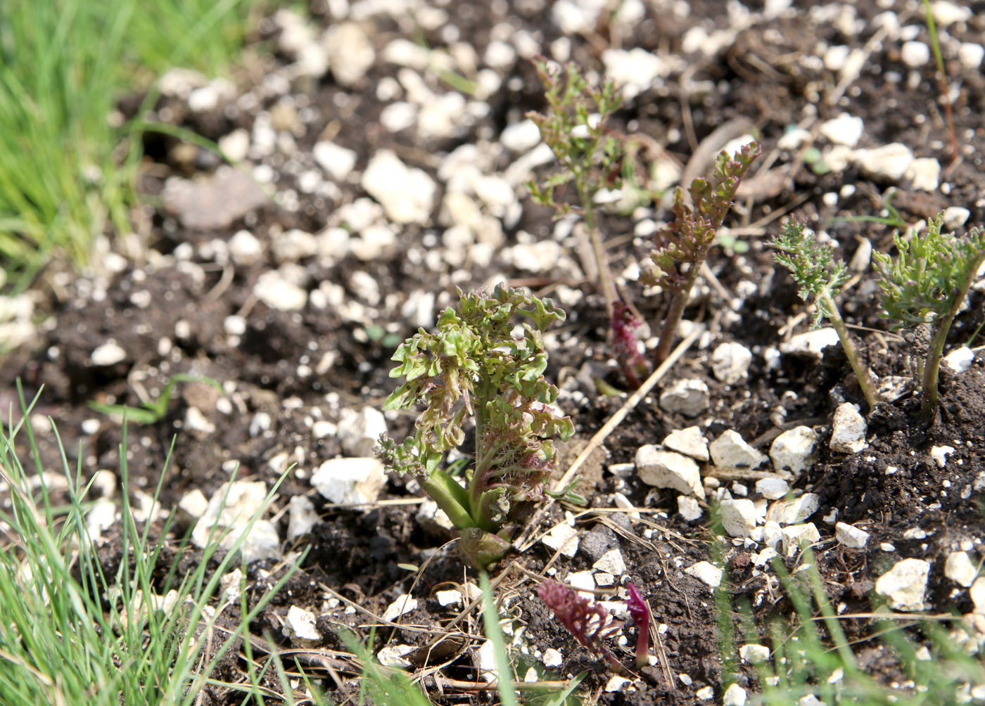 Изображение особи Crambe tataria.