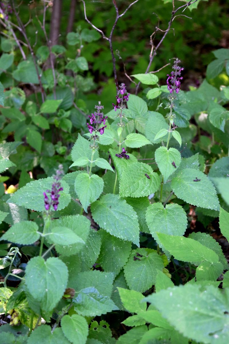 Изображение особи Stachys sylvatica.