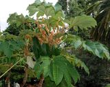 Tetrapanax papyrifer. Листья и соцветия. Республика Абхазия, Новый Афон, в городском озеленении. 23.09.2022.