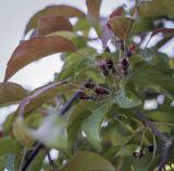 Malus niedzwetzkyana