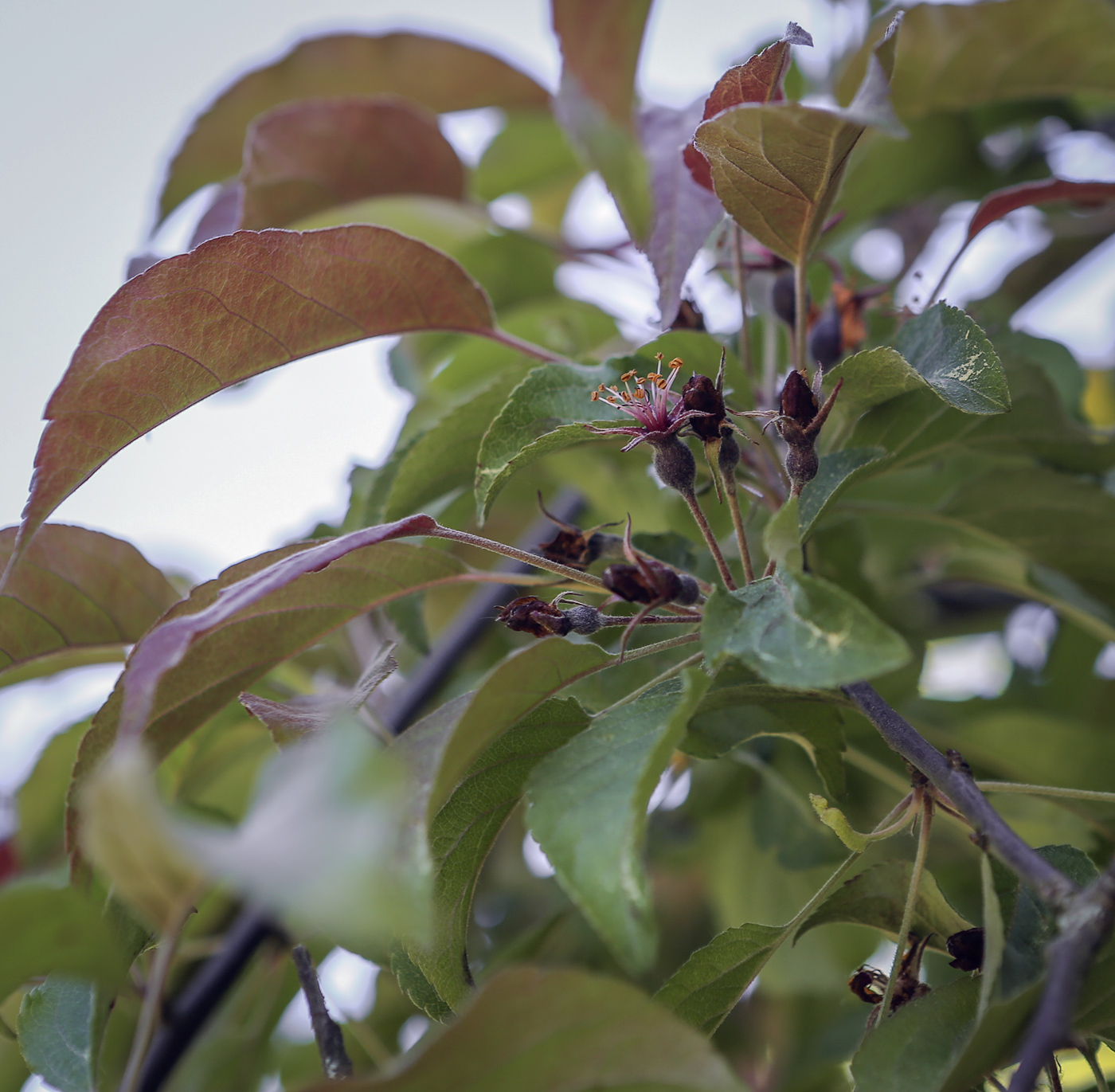 Image of Malus niedzwetzkyana specimen.