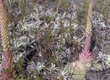 Orostachys spinosa. Зацветающее растение в пойме р. Вилюй. Якутия, Мирнинский р-н, окр. пос. Светлый. 31.07.2004.