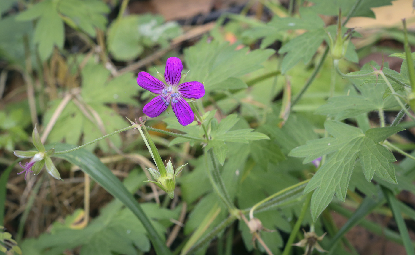 Image of Geranium palustre specimen.