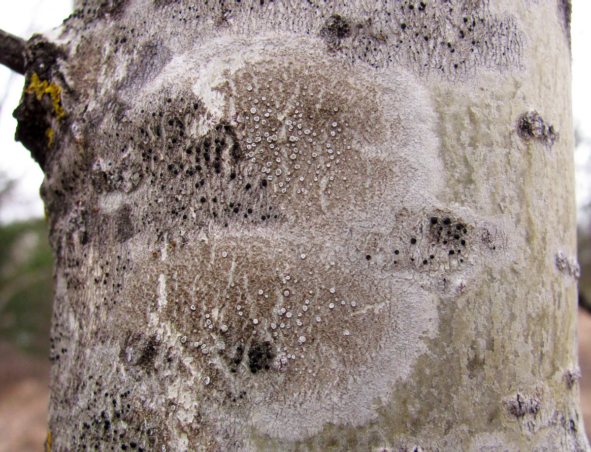 Image of genus Lecanora specimen.