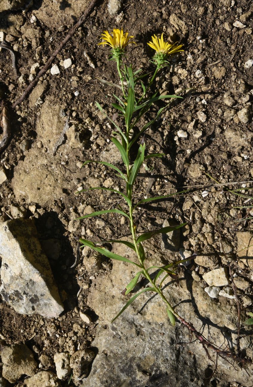 Изображение особи Inula ensifolia.