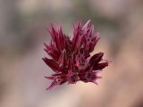 Allium inconspicuum. Соцветие (вид сверху). Узбекистан, Ташкентская обл., южный склон Чаткальского хребта, бассейн р. Ахангаран, Каттасай, выше турбазы Янгиабад, около 1700 м н.у.м, крупнообломочная осыпь. 18.05.2022.