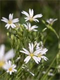 Stellaria holostea