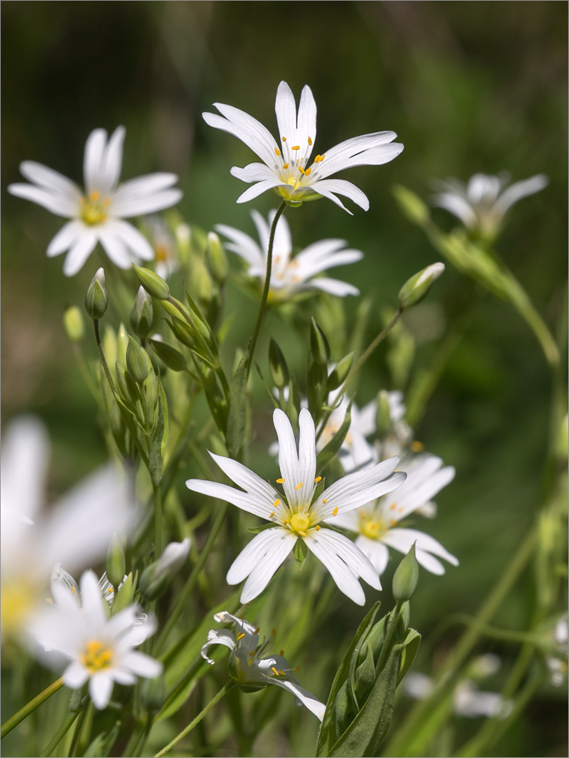 Image of Stellaria holostea specimen.