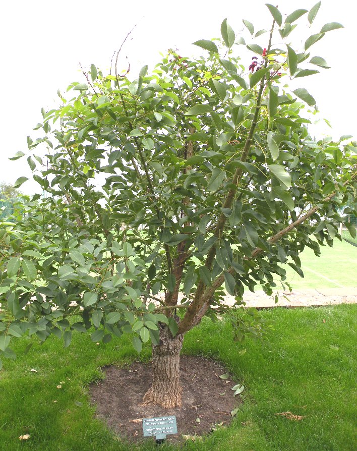 Image of Erythrina crista-galli specimen.