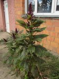 Amaranthus cruentus. Цветущее растение. Беларусь, Гродненская обл., г. Новогрудок, в щелях между плиткой. 02.09.2021.