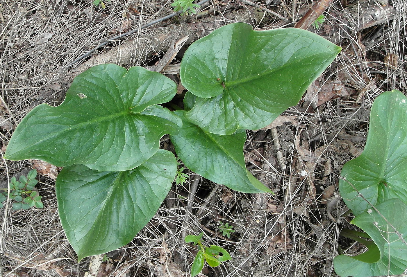 Изображение особи Arum korolkowii.