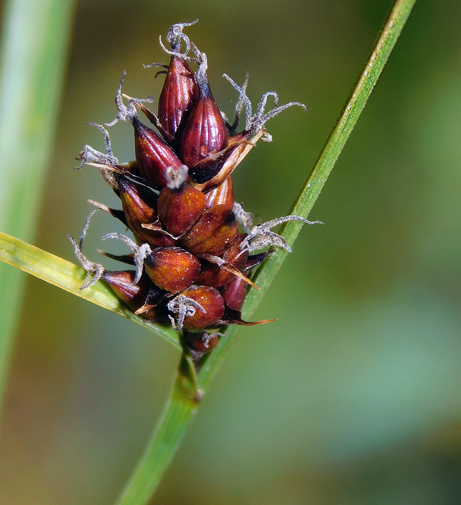 Image of Carex melanostachya specimen.