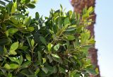 Ficus microcarpa