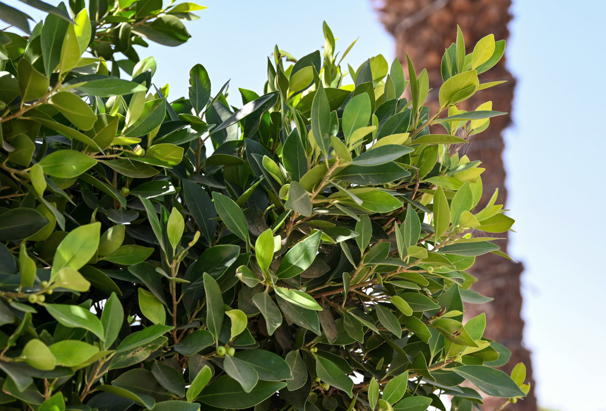 Image of Ficus microcarpa specimen.