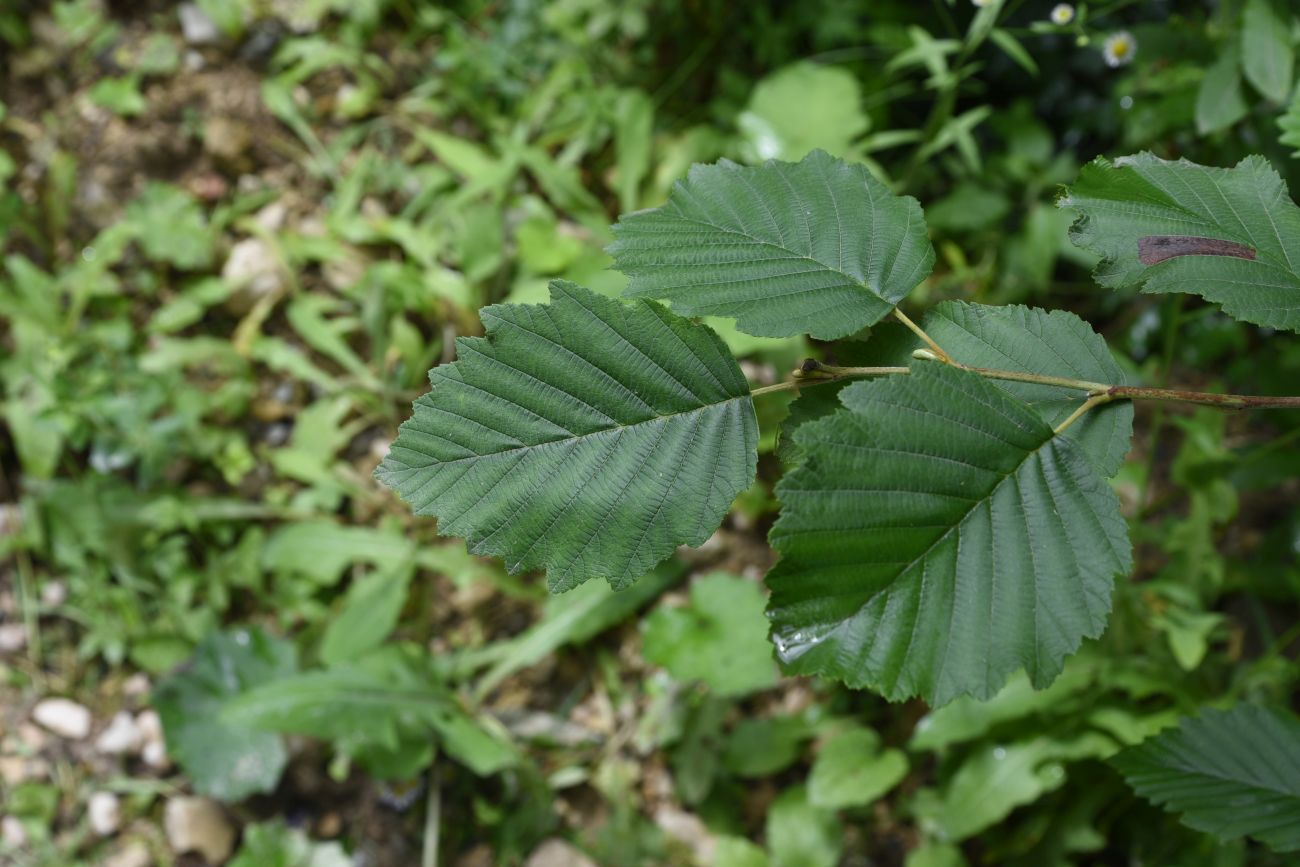 Image of Alnus incana specimen.