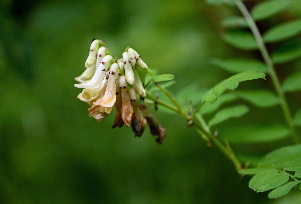 Image of Vicia abbreviata specimen.