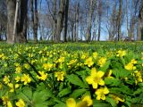 Anemone ranunculoides. Обильно цветущие растения. Санкт-Петербург, Петергоф, парк. 03.05.2010.