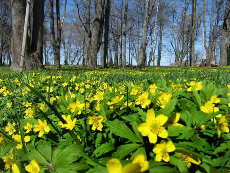 Изображение особи Anemone ranunculoides.