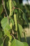 Betula pendula. Части веточек с незрелыми соплодиями. Беларусь, г. Витебск, парк Победителей, группа деревьев на газоне. 17.06.2023.