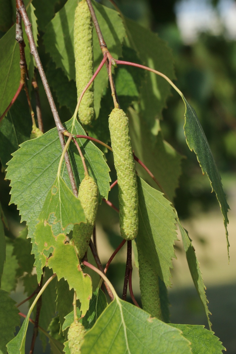 Изображение особи Betula pendula.