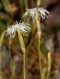 Dianthus kuschakewiczii
