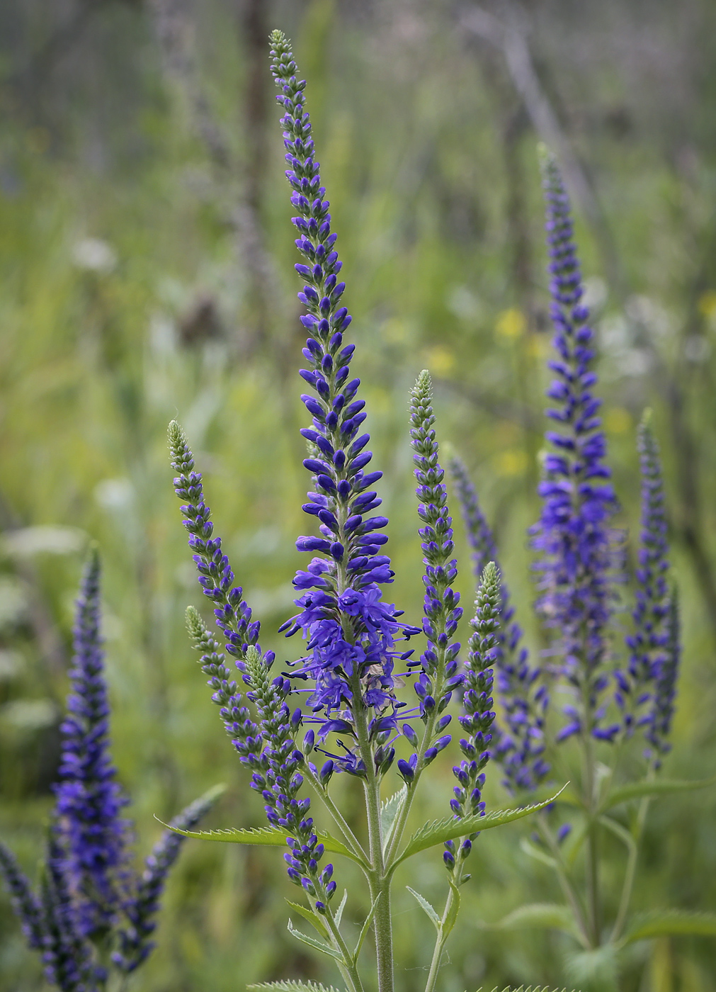 Изображение особи Veronica longifolia.