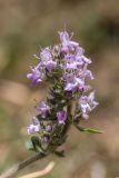 Thymus elisabethae