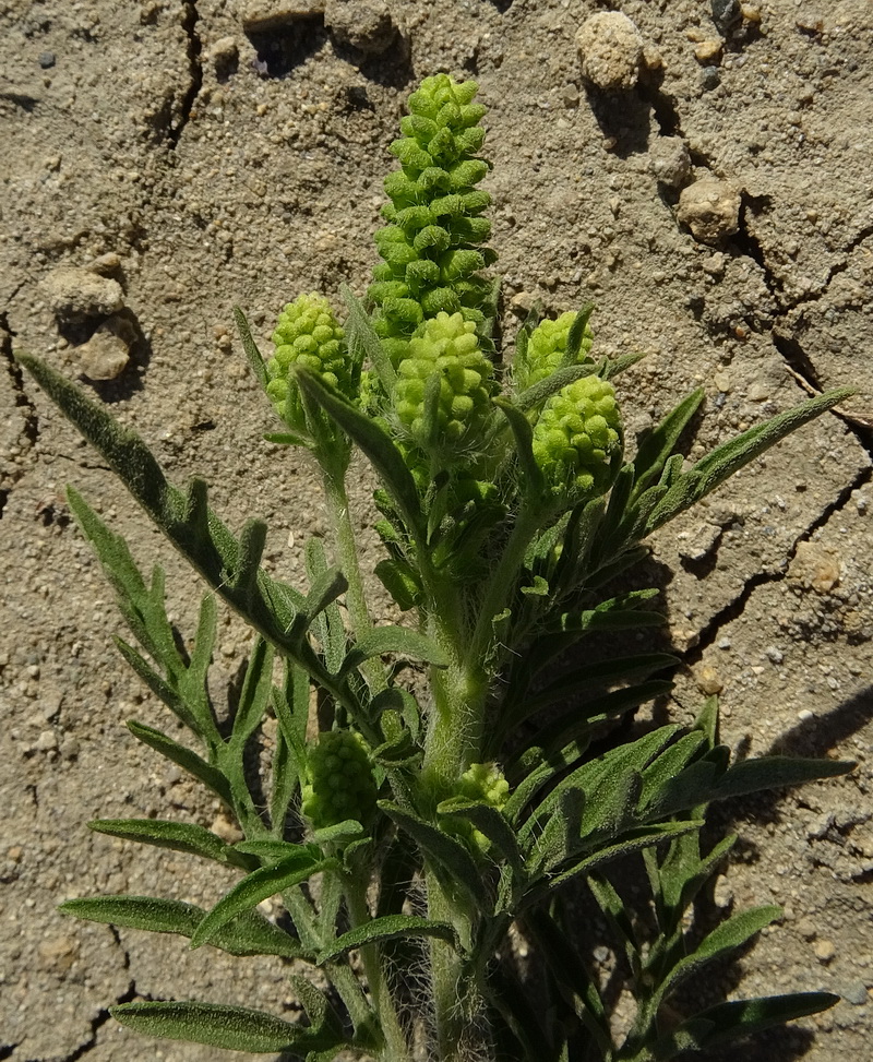 Изображение особи Ambrosia artemisiifolia.