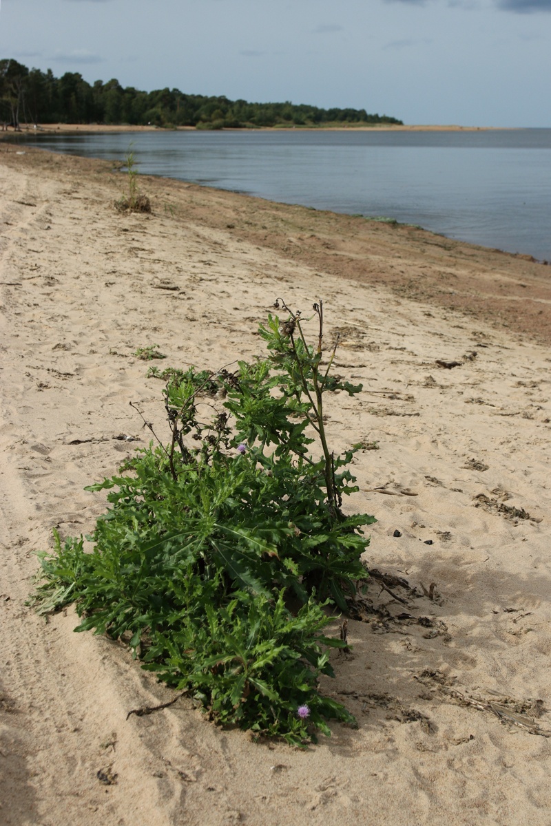 Image of Cirsium arvense specimen.