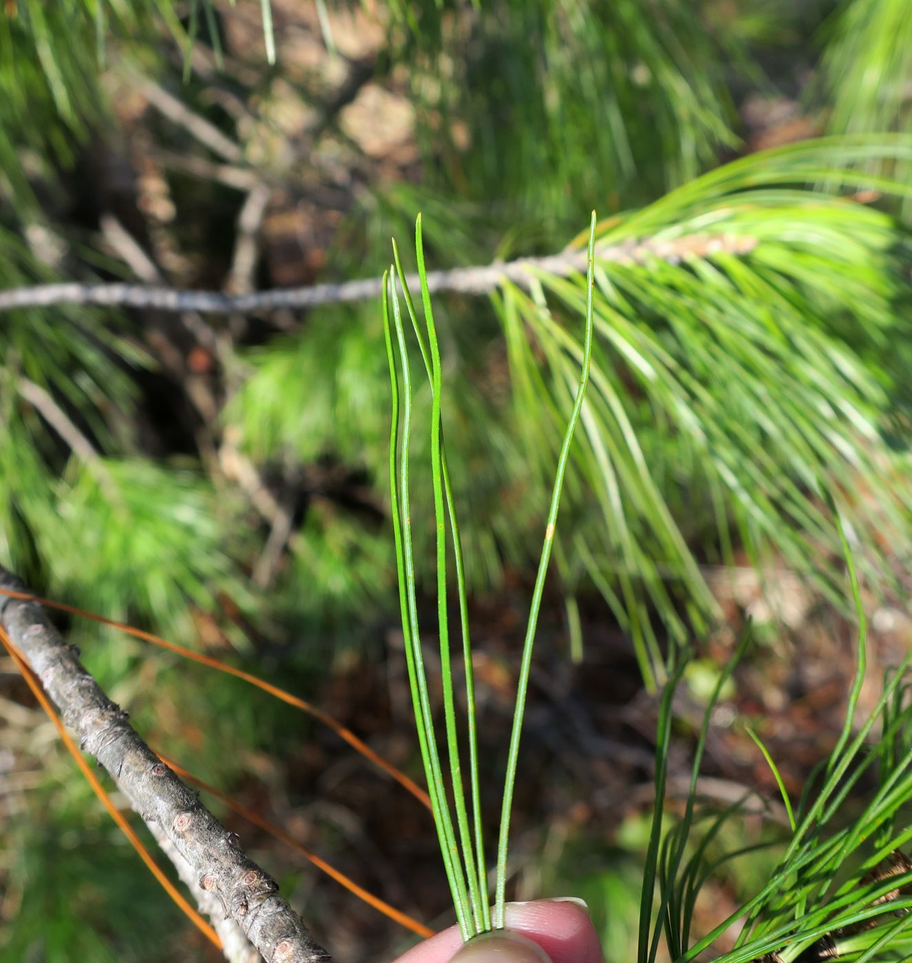 Изображение особи Pinus sibirica.