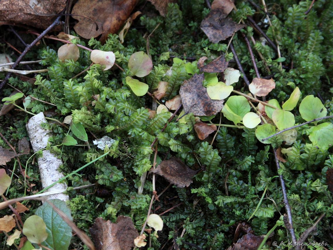 Изображение особи Plagiochila asplenioides.