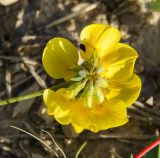 genus Lotus. Соцветие со стороны чашечек. Пермский край, Кунгурский р-н, левый берег р. Шаква в р-не моста на Рыжково, обочина грунтовой дороги. 12 августа 2023 г.