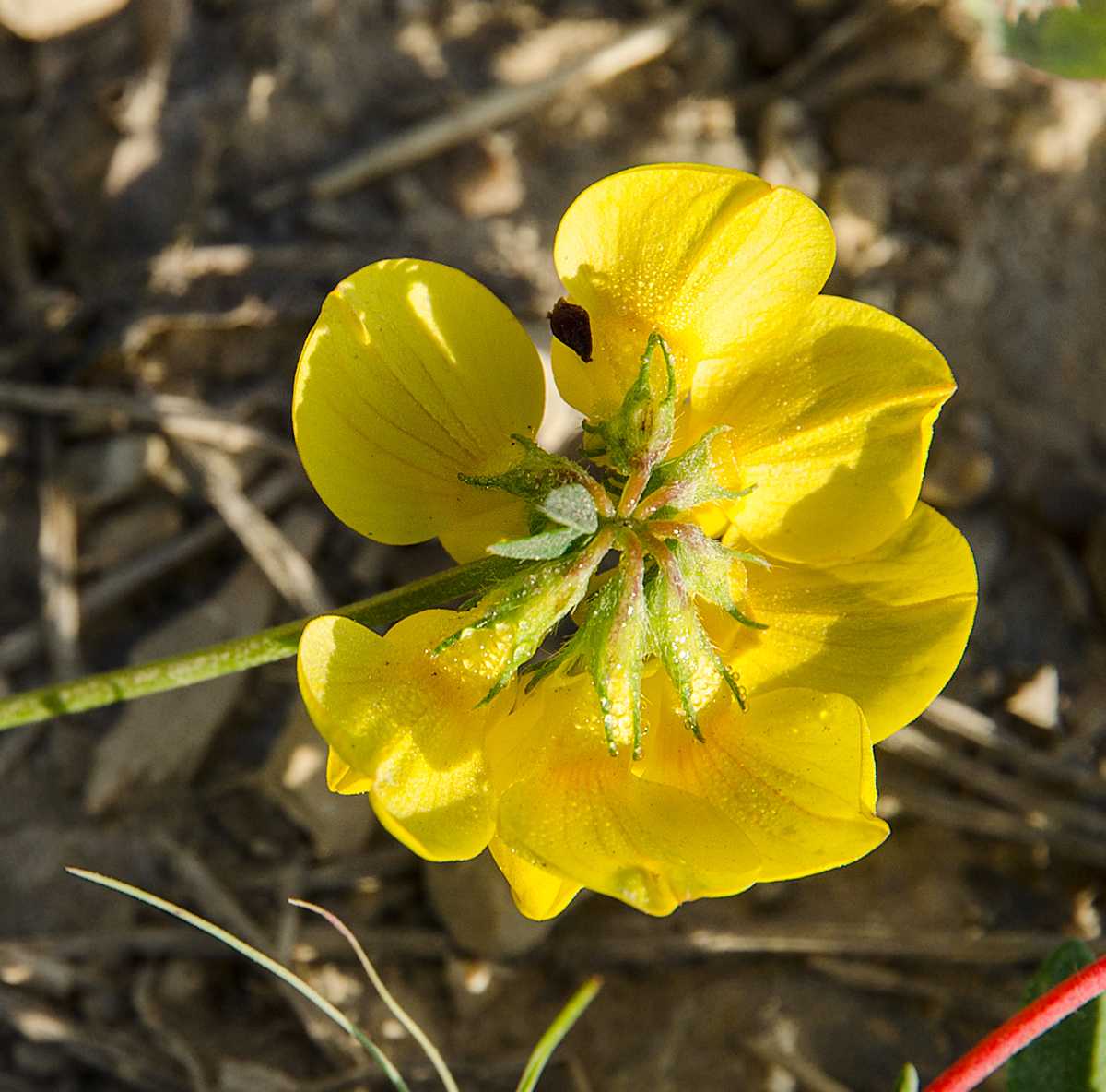 Image of genus Lotus specimen.