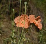 Papaver fugax. Побеги с цветками и плодами. Чечня, Шаройский р-н, долина р. Цесиахк, окр. Цеси, обочина дороги. 09.08.2023.