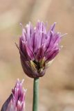 Allium schoenoprasum