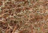 Astragalus spinosus. Побеги с молодыми листьями. Египет, к ЮВ от г. Эль-Дабаа, край поля. 26.12.2023.