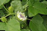 Passiflora foetida