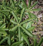 Potentilla thuringiaca