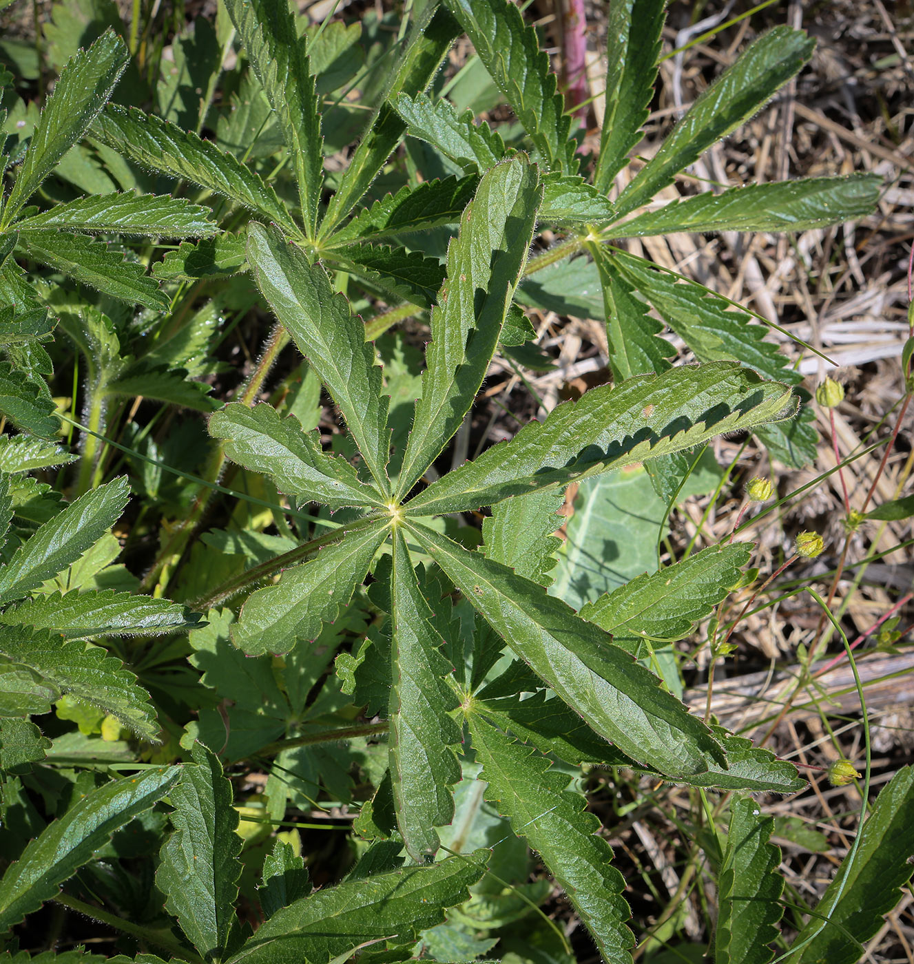 Image of Potentilla thuringiaca specimen.