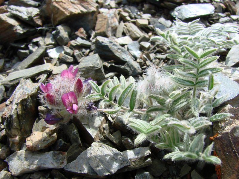 Image of Oxytropis trichocalycina specimen.