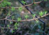 Larix sukaczewii
