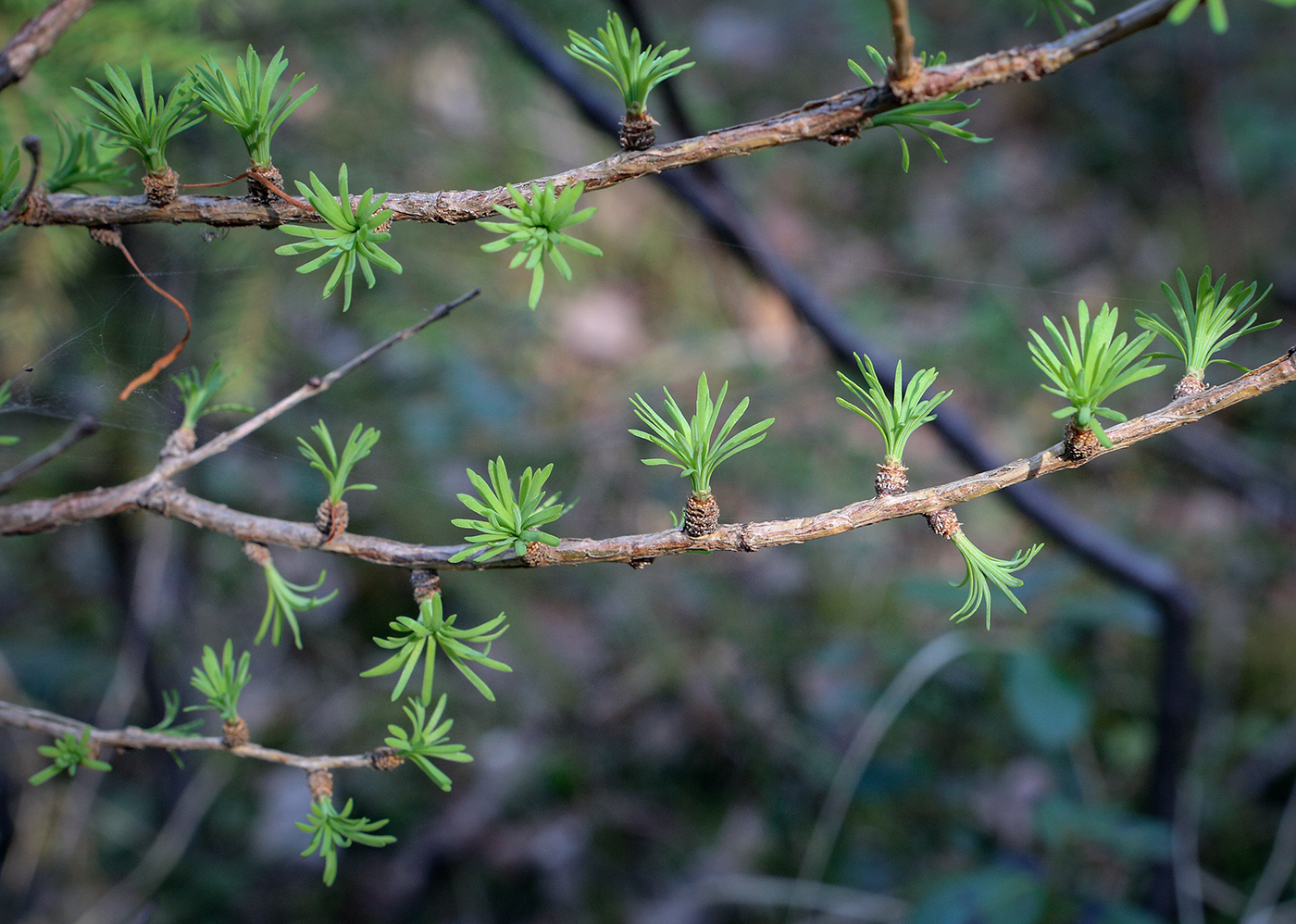 Image of Larix sukaczewii specimen.