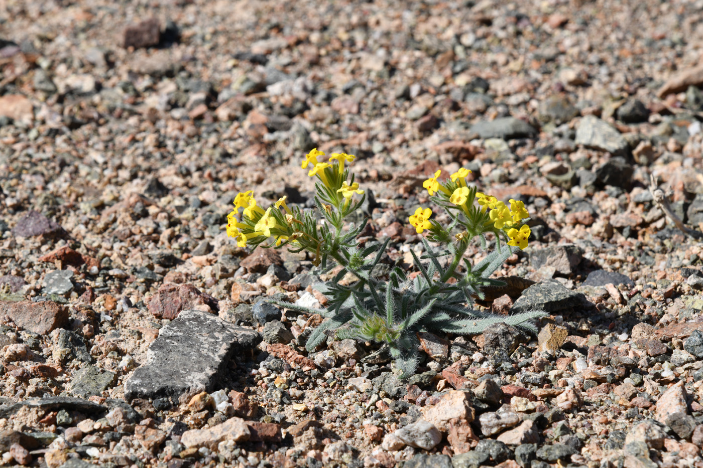 Image of Arnebia guttata specimen.