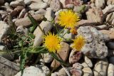 Sonchus arvensis подвид uliginosus. Цветущее растение. Новгородская обл., геологический памятник \"Ильменский глинт\", окр. дер. Ретлё, побережье оз. Ильмень, каменистый (известняковый) пляж. 25.07.2023.